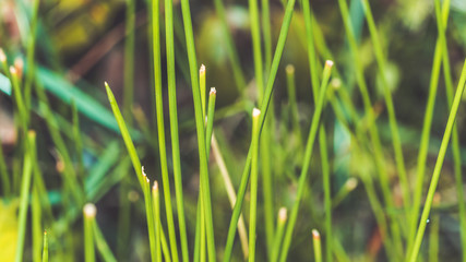 Lush green grass lawn. (Vintage Style)