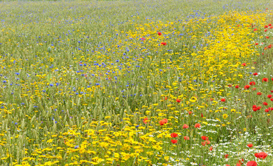 Colorful summer meadow with red poppies, daisies, blue cornflowers, green wheat, weeds and herbs