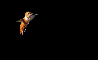 Rufous Hummingbird