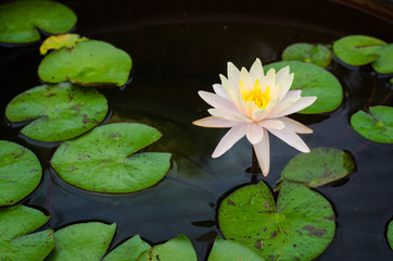 Obraz na płótnie Canvas beautiful lotus flower in pond