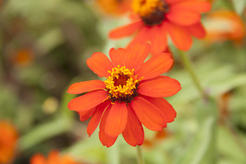 flor