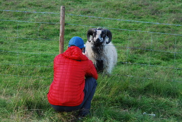 Man taking a photo of a ram with a cell phone across a fence.  