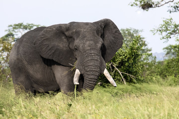 Fototapeta na wymiar Impressive African elephant in the green savanna, Kruger National Park, South Africa