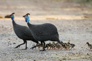 Guineafowl family walking on the park road, Kruger National Park, South Africa