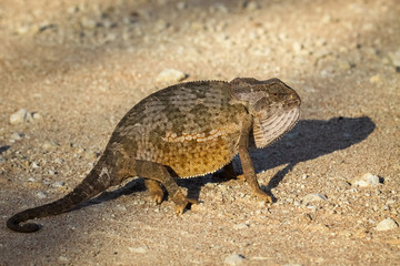 Flap necked chameleon sitting on a road, Kruger National Park, South Africa
