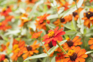flor