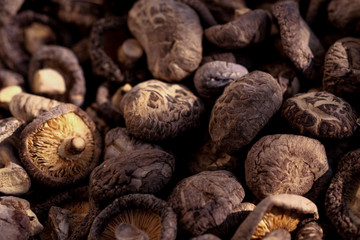 closeup of mushrooms