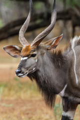 Close up of a male Nyala, Kruger National Park, South Africa