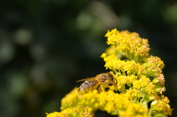 Macro photo of a bee at goldenrod