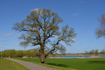 Fototapeta na wymiar Solitary tree at dike of the Elbe River