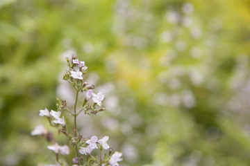 flor