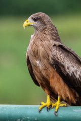Close up of a Yellow billed kite, Kruger National Park, South Africa