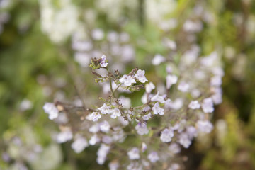flor
