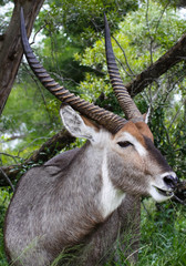 Close up of a waterbuck with impressive horns, Kruger National Park, South Africa
