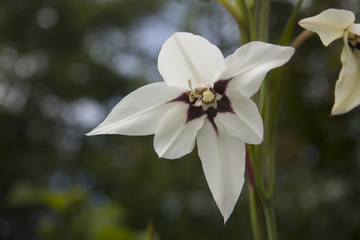 flor