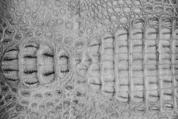 Black and white tone crocodile leather texture for background
