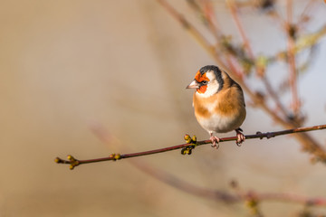 Winter goldfinch