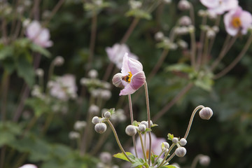 flor