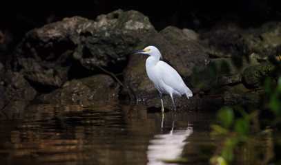 white egret