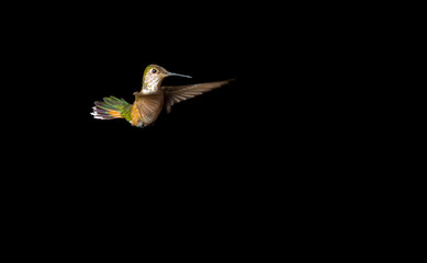 Humming Bird