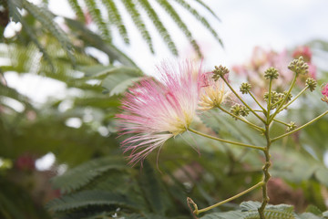 flor flower