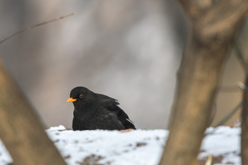 Common blackbird (Turdus merula) resting behind the root of the tree.Winter european birds.