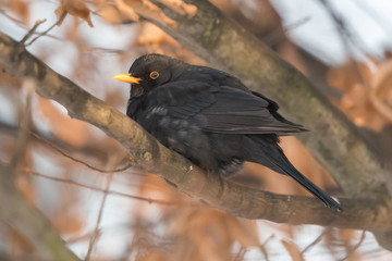 Common blackbird (Turdus merula) resting behind the root of the tree.Winter european birds. Blackbird sitting on a branch.