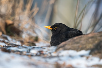Common blackbird (Turdus merula) resting behind the root of the tree.Winter european birds.