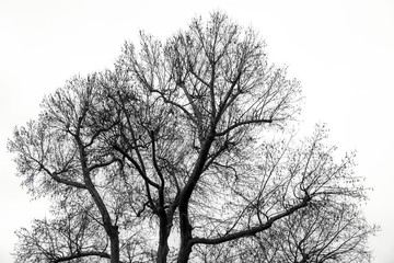 Silhouette of Leafless Tree Branches