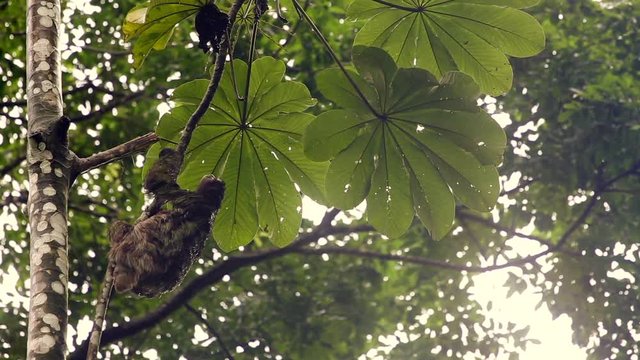three-toed sloth climbing a tree in Costa Rica 