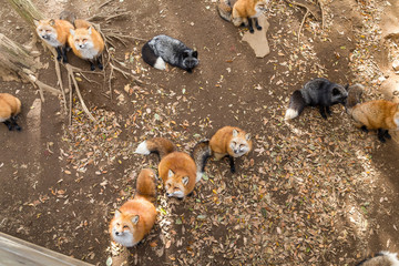 Fox looking for snack
