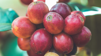 Red coffee beans (Vintage Style)