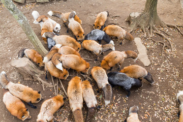 Group of Fox eating food