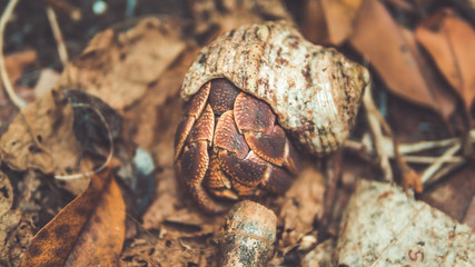 A pile of brown dry leaves on ground in vintage style.