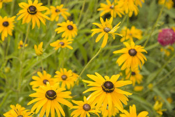 flor