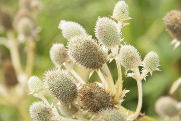 flor flower