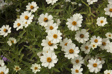 flor