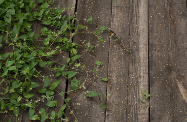 Plants on the wooden berth, seeds,