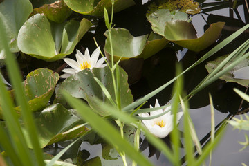 flor flower nenufar