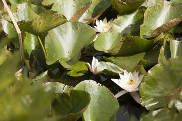 flor flower nenufar