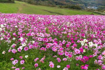 Fototapeta premium Pink Cosmos flowers field