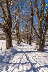 Kastanienbäume in winterlicher Pracht
