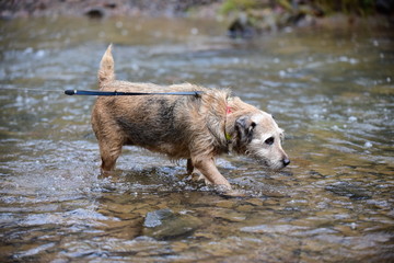 Terrier dog paddling in a stream © maywhiston