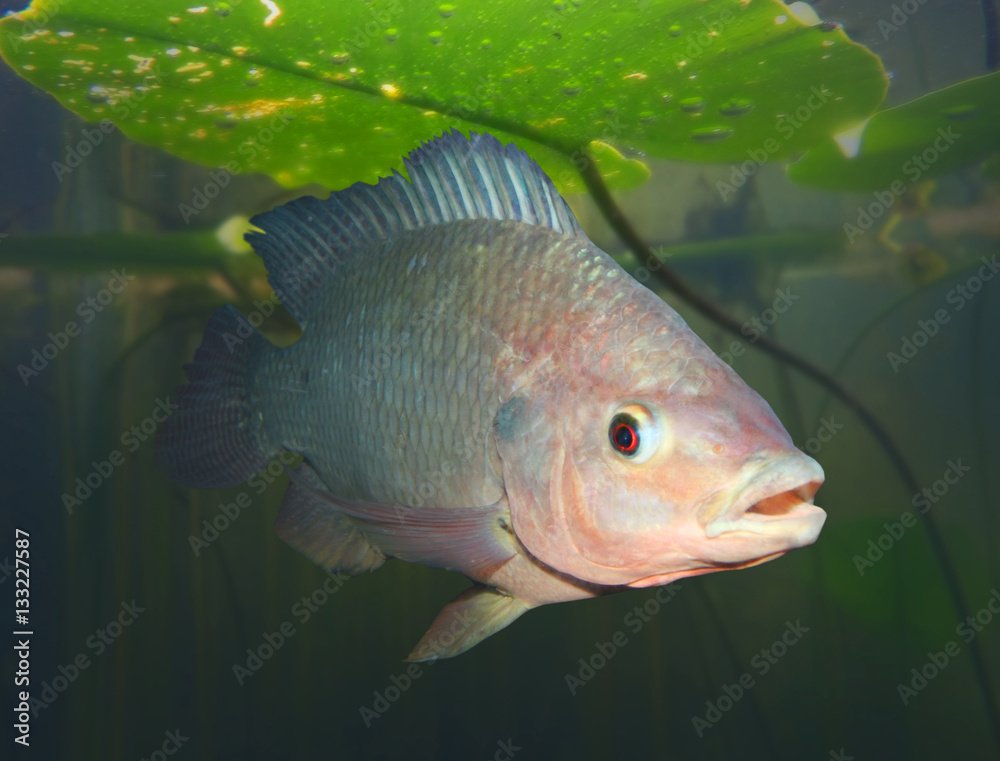 Wall mural underwater photography of the tilapia fish - oreochromis mossambicus. the tilapiines are the very im