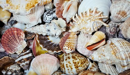 collection of seashells on the beach