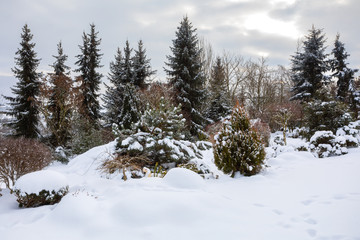 beautiful winter garden covered by snow