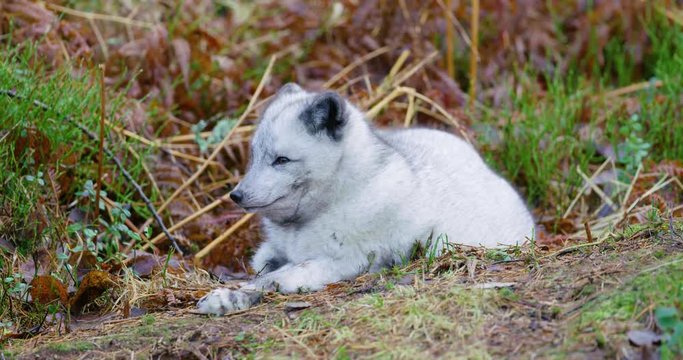 Cute arctic polar fox rests at forest floor in the early winter