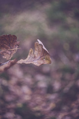 colourful swirley bokeh leaves