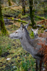 deer in glencoe in winter