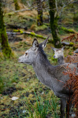 deer in glencoe in winter